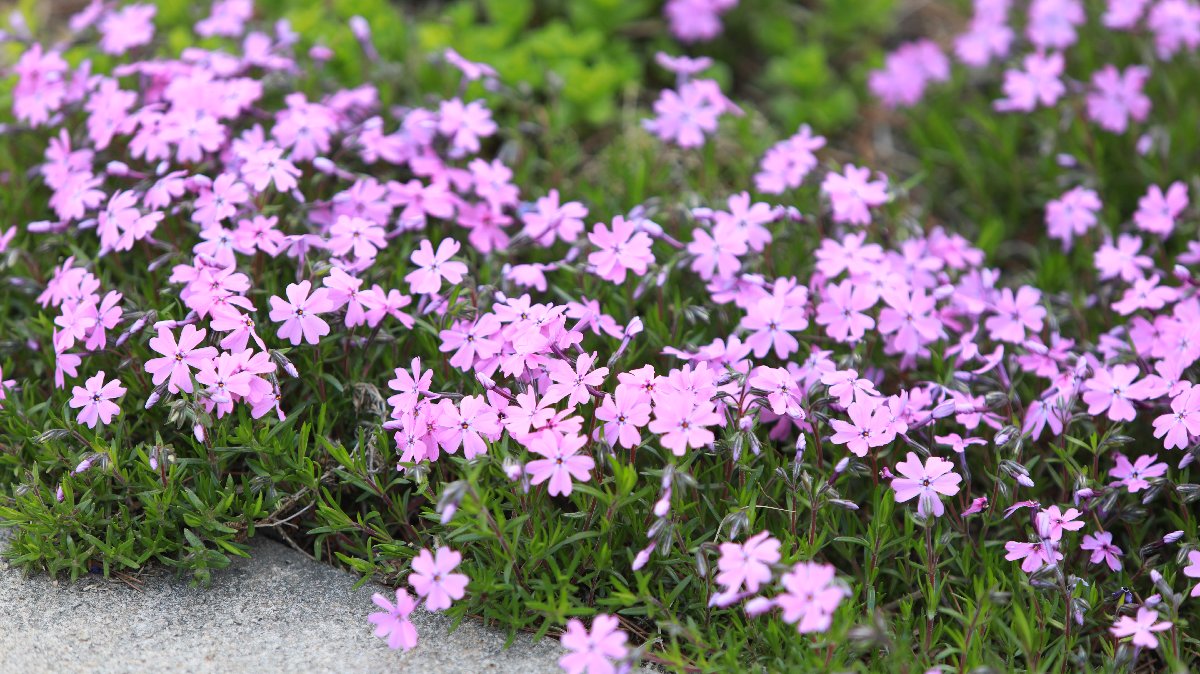 연등지지대설치부터 연등설치까지 (73).JPG